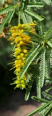 Prosopis torquata