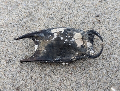 Rostroraja eglanteria