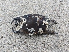 Rostroraja eglanteria