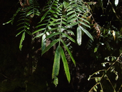 Ptisana