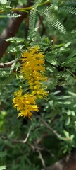 Prosopis torquata