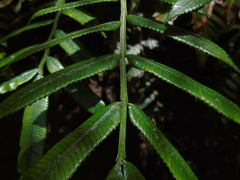 Ptisana