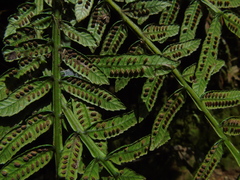 Ptisana