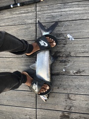 Megalops atlanticus