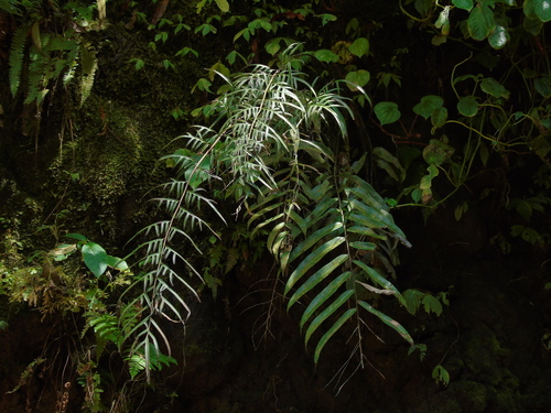 Pteris formosana iNat (1)