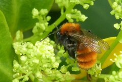 Andrena fulva