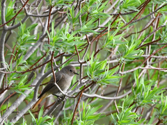 Phoenicurus ochruros