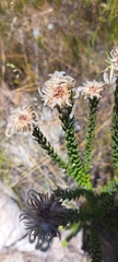 Trichocephalus stipularis