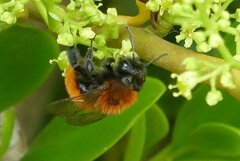 Andrena fulva