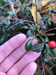 Cotoneaster × suecicus