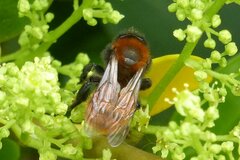Andrena fulva