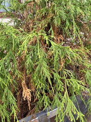 Chamaecyparis pisifera