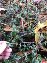 Cotoneaster × suecicus