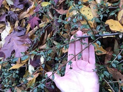 Cotoneaster × suecicus