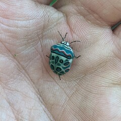 Sphaerocoris annulus