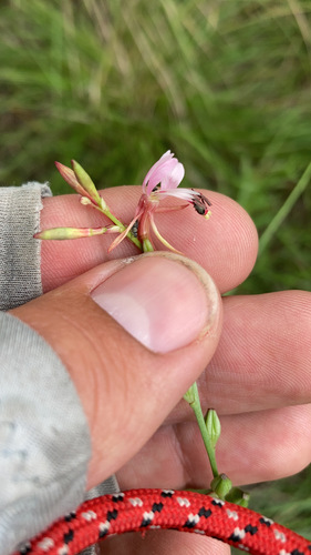 Image of Oenothera podocarpa by no rights reserved