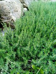 Thymus vulgaris
