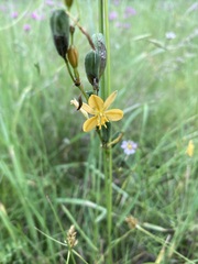 Echeandia flavescens