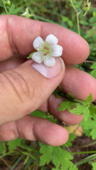 Geranium richardsonii