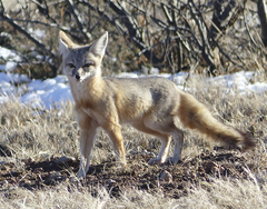 Vulpes macrotis