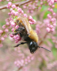 Andrena fulva