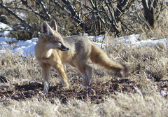 Vulpes macrotis