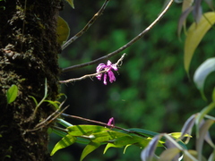 Dendrobium erosum