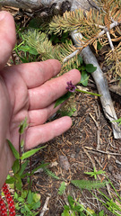Penstemon whippleanus