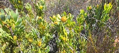 Leucadendron arcuatum