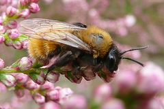 Andrena fulva
