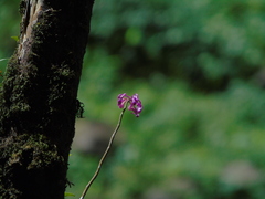 Dendrobium erosum