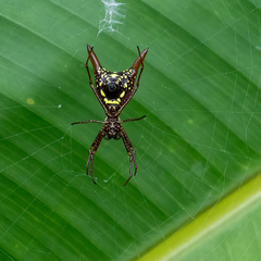 Micrathena sexspinosa