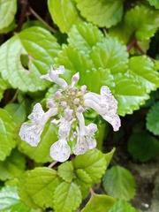 Plectranthus verticillatus