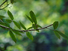 Zanthoxylum asiaticum