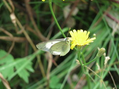 Colias palaeno