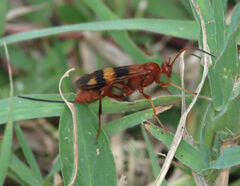 Compsocryptus texensis