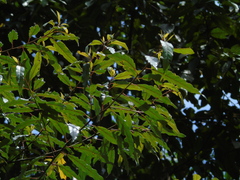 Litsea cubeba