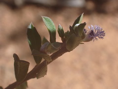 Polygala asbestina