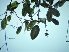 Ficus sundaica