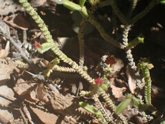 Crassula muscosa