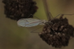 Trichocera annulata