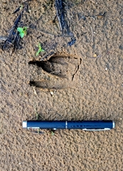 Tragelaphus spekii gratus