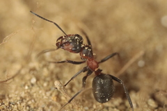 Formica rufa