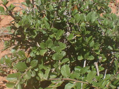 Grewia robusta