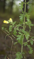 Aureolaria pedicularia