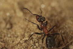 Formica rufa