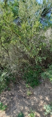 Prosopis torquata