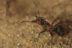 Formica rufa
