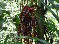 Pinanga coronata