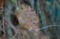 Erysiphe hedwigii